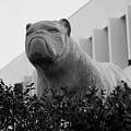 Black and White Photo of the Bulldog Statue at South Carolina State University Orangeburg